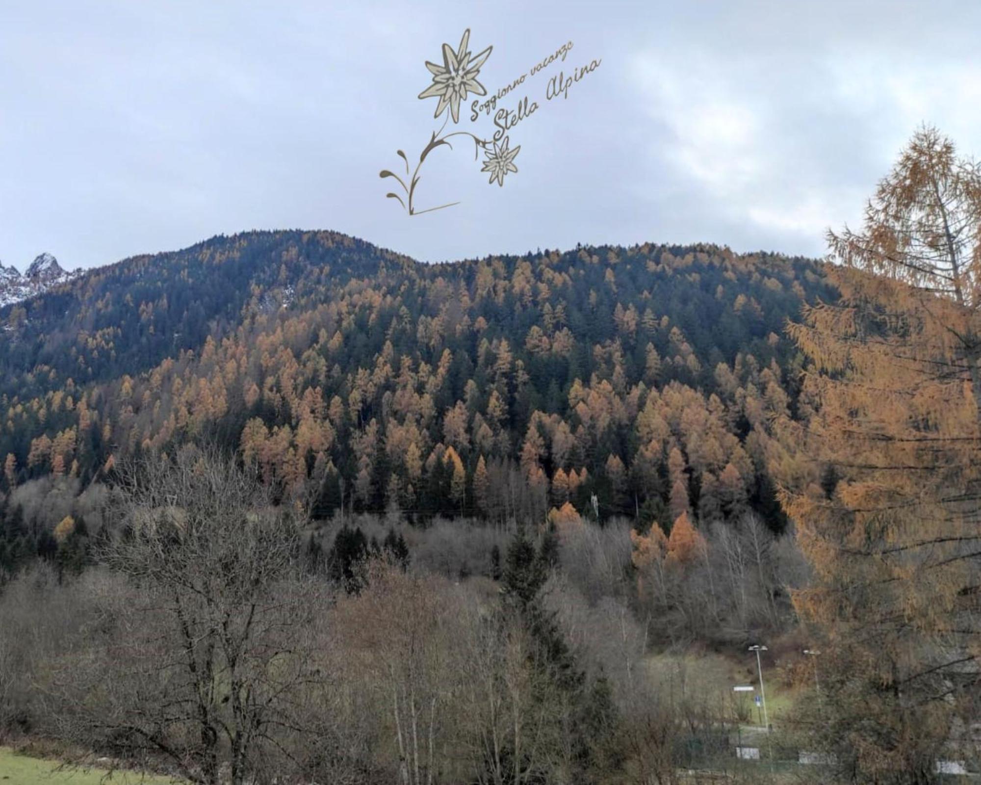 Soggiorno Vacanze Stella Alpina Тему Экстерьер фото